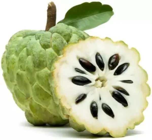 Custard Apple (Sitaphal) - Image 3